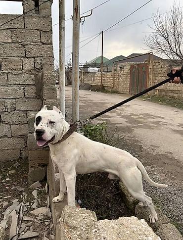 cutles: Doq, 3 il, Erkək, Cütləşmə üçün — 4