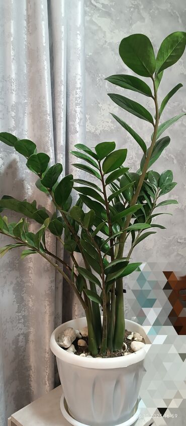 где можно купить аквариум: Замиокулькас (Zamioculcas zamiifolia) в декоративном горшке. большой