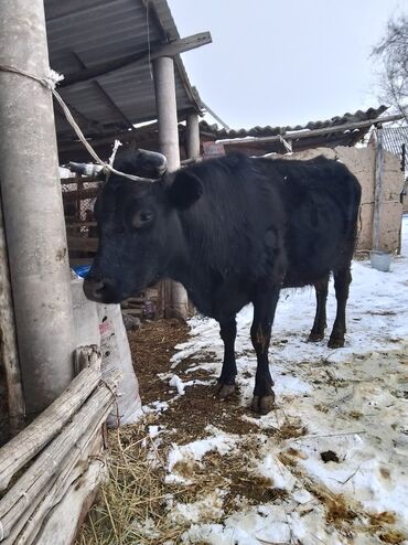 Коровы, быки: Уй сатылат 1 ди турган 2 чисин туйт 7 ай бооз