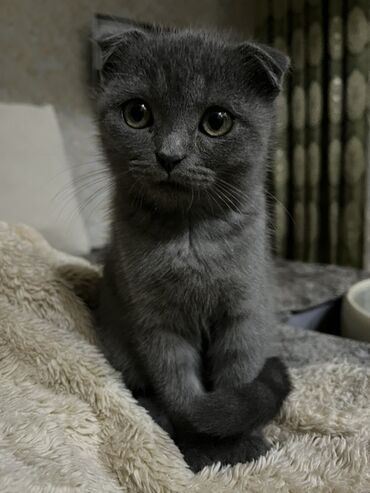 Gəmiricilər: Şotland yastı qulaq