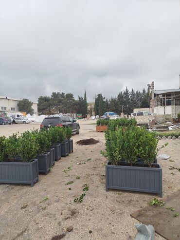 Bitkilər üçün dibçəklər: Məhsul: Dekorativ uzun formalı dibçəklər (ağac/kol əkilmiş) Endirim — 6