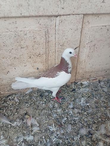 bulbul quşu satışı: SATILIR TUTULMA GÖYERCİNLERDİ TERGİZİLİR TEK TEK 10 M — 2