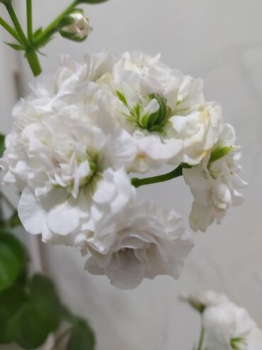 цветы горшок: Цветущие плющелистные Пеларгонии