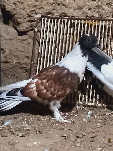 Göyərçinlər: Salam 6 dene secme quşlardi hamsi saglam bala veren heyvandi ucuşlarda — 3