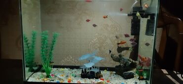 teze bazar akvarium: Akvarium satılır. Ölçüləri 50×25. İçindəki aksesuarlarla birlikdə