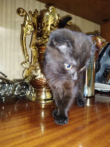 собаку в добрые руки: Шотладская вислоухая, Самка, Самовывоз at lalafo.az собаку в добрые руки: Шотладская вислоухая, Самка, Самовывоз