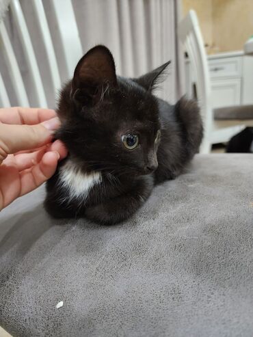 сиамская длинношерстная кошка: Кошка даром: Беспородная, Девочка, Приучена к лотку, Проглистована