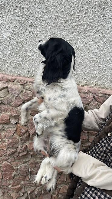 Отдам даром собаку: Собака русский охотничий спаниель, мелкая/средняя, черно-белого окраса — 1