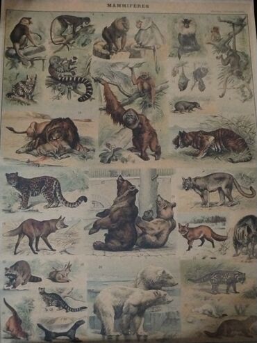 Şəkillər, tablolar: Məhsul: Təbiət mövzulu vintage üslubunda illüstrasiya posterləri — 5