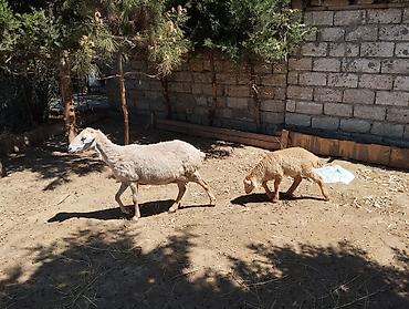 yetim quzu: 2 si de 3 cü qarindi balanın biri Erkey biri dişidi heyvanlar — 2
