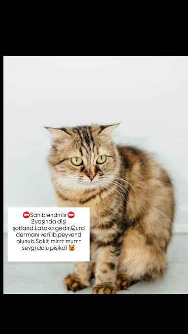 Akvariumlar: Şotland, Dişi, Yaxşı əllərə
