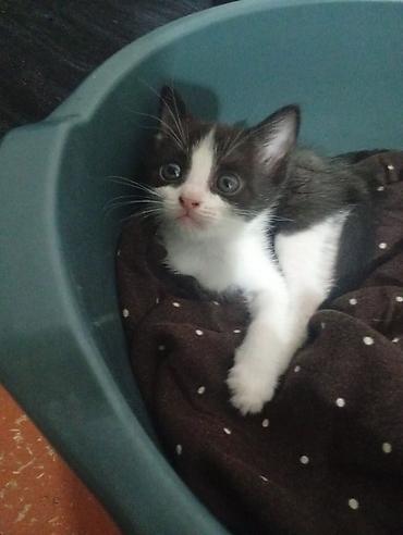 щенка шпиц: Котёнок, окрас черно-белый (tuxedo). Большие выразительные глаза — 9