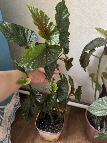 Другие комнатные растения: Гузмания абутилон оранжевый,каланхое розовый махровый,амазонская — 11