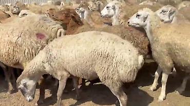 qoyun mal: QOYUNMUZ. SATILIR. 1, 2,3,4 QARIN. QİYMƏTİ. 380. AZN SORTU. QARADOLAQ — 1