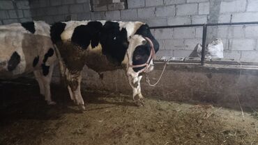 Коровы, быки: Продаю | Бык (самец) | На откорм | Привязанные — 6