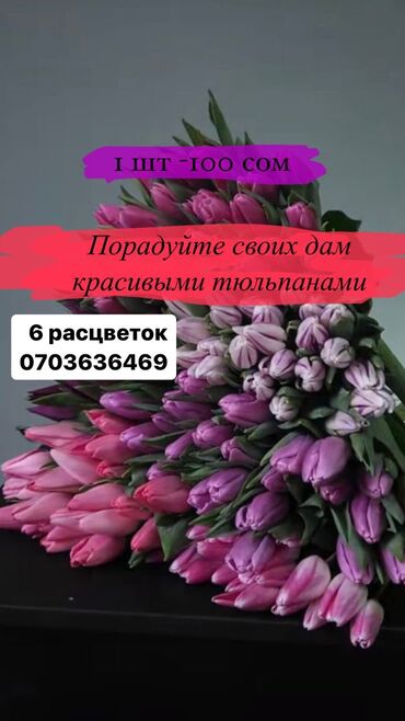 Организация мероприятий: Оптом Тюльпаны 🌷

От 20шт 
Цена 110с