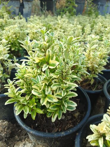 Çöl bitkiləri: Həmişə yaşıl — 3