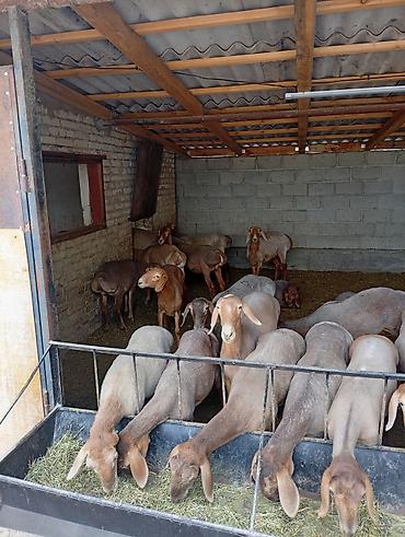 Баран, овца: Продаю | Овца (самка) at lalafo.kg — 11 Баран, овца: Продаю | Овца (самка) — 11