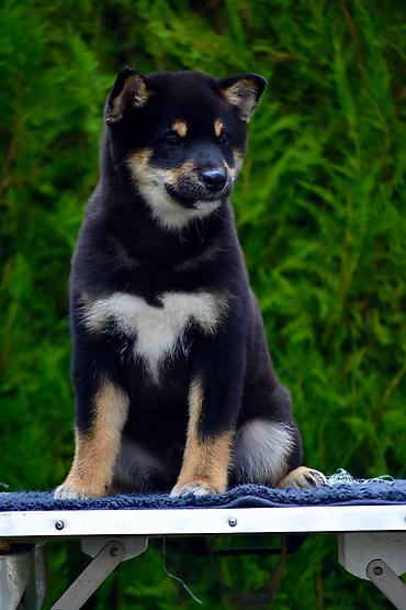 Psi: NEW "MINMIGORA' S" litter "Minmigora' s" Shiba Inu kennel present new — 1