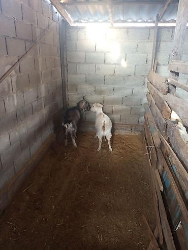 Козы, козлы: Продаю | Коза (самка) | Для разведения — 3