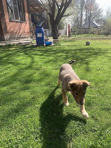 Продажа собак: Лайка, 2 месяца, Самец — 4