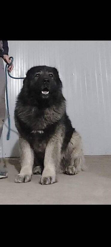 Psi: Kavkaski ovcari, štenci na prodaju stari 2 meseca slobodni za na lalafo.rs — 9 Psi: Kavkaski ovcari, štenci na prodaju stari 2 meseca slobodni za — 9