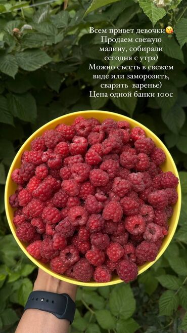 саженцы малина: Малина В розницу, Самовывоз, Платная доставка