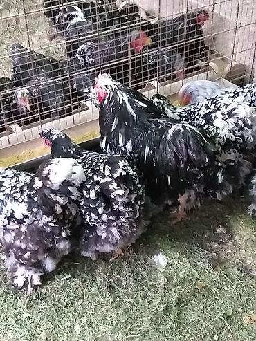 Куры, петухи: Продаю | Куры | Брама | Для разведения at lalafo.kg — 7 Куры, петухи: Продаю | Куры | Брама | Для разведения — 7