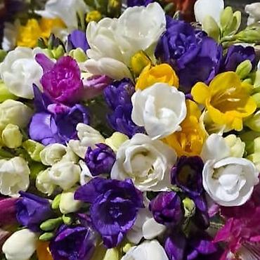 Размещение рекламы: В продаже комнатные цветы и многолетние садовые цветы. 1. Алое вера — 23