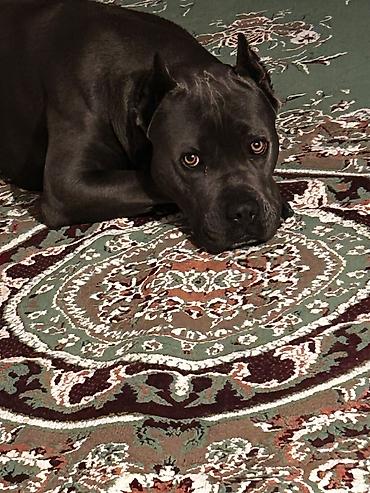 cane corso qiyməti: Kane-Korso, 1 il, Erkək, Peyvəndli, Ünvandan götürmə — 6