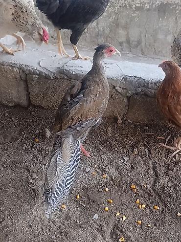 tovuz quşu: Gumuşu qirqovul satilir Binededi — 2