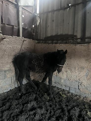 Лошади, кони: Продаю | Жеребенок | Для разведения — 6