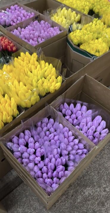 Цветы и букеты: Тюльпаны оптом 🌸Свежесть весны и аромат праздника – ваш секрет — 6