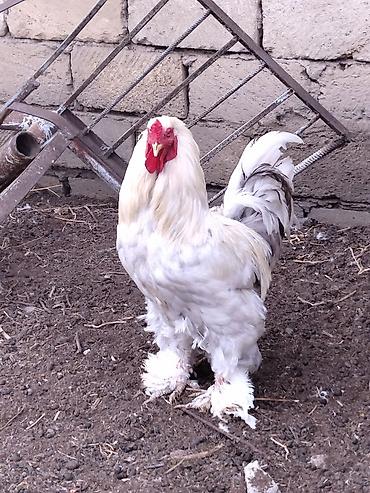 heratı xoruzlar: Xoruz, Brama, il: 2, Ünvandan götürmə — 3