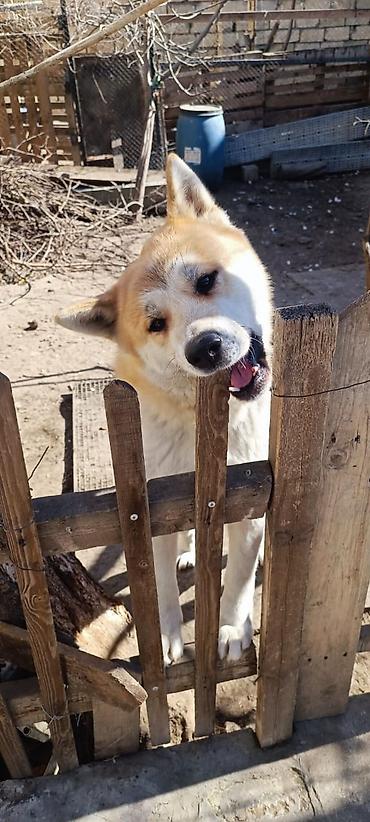 doberman itləri: Akita-inu, Dişi, Peyvəndli, Ünvandan götürmə — 7