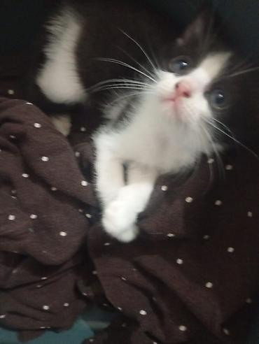щенка шпиц: Котёнок, окрас черно-белый (tuxedo). Большие выразительные глаза — 8