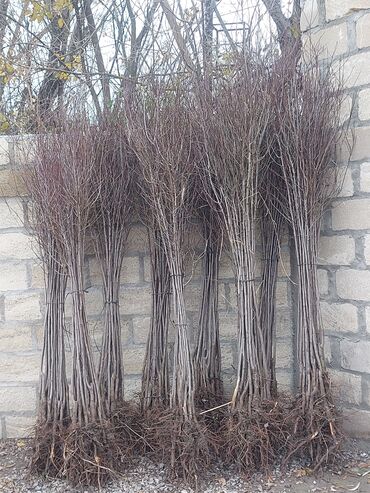 Tinglər: Məhsul: Armud tingləri və meyvəlik ağaclar - Növ: Armud (şəkildə — 11