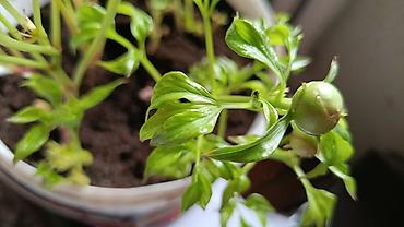 Другие садовые цветы и кустарники: Пион травянистые сорта. Пионы гибридные сорта. Пионы древовидные — 19