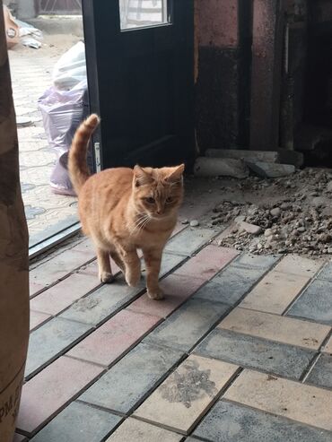 Отдам даром кошку: 6 месяцев, Мальчик, Метис — 4