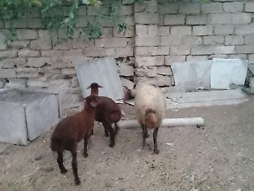 binə atciliq: Salam endirim olacaq dişi qoyun iki balasıyla əkiz 1 Erkey 1 dişi — 2