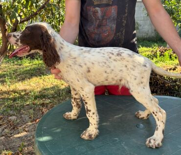 Psi: Na prodaju stenci engleskog setera. Stenci su iz vrhunskog legla na lalafo.rs — 4 Psi: Na prodaju stenci engleskog setera. Stenci su iz vrhunskog legla — 4