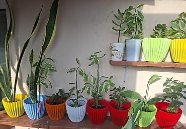 Ev və bağ: Otaq bitkiləri – Sansevieria (Qaynanadili) və Variegatlı Euphorbia — 4