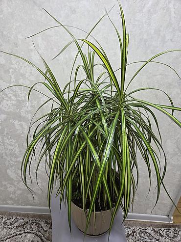 Монстеры: Монстера делициоза (Monstera deliciosa) в горшке - Эффектное — 7