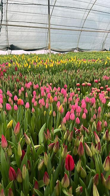 Букеты из живых цветов: Тюльпаны к 8 Марта — опт и розница. - Свежесрезанные тюльпаны разных — 3