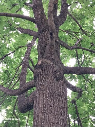 дерево дрова: Дрова Самовывоз