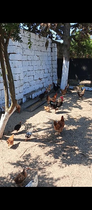 brama toyuqları: Yumurtlayan Kend Toyugları Hamısı Toyuğ altınan Cıxıb 10 eded Toyug — 4