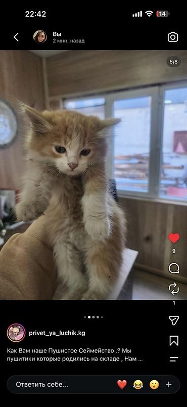 Продажа кошек: Котята – домашние, ласковые, привыкли к людям. В помёте разные окрасы — 2