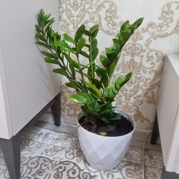 Другие комнатные растения: Продаю цветок офисный 70см высота — 4