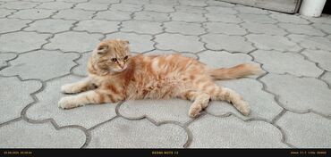 купить дом для кота: Ургаачы