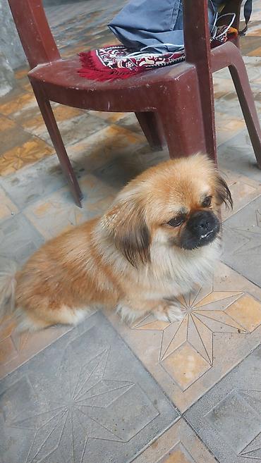qız it: Pekines, 1 il, Erkək — 3